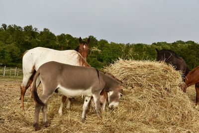 Horses and donkey in a field 