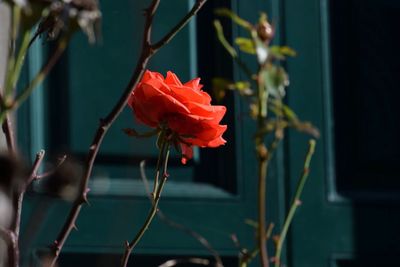 Close-up of red rose flower