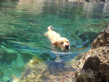 High angle view of dog swimming in pool