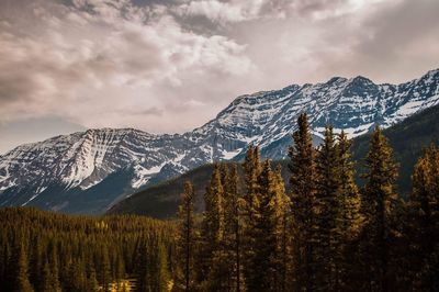 Pine trees on snowcapped mountains against sky