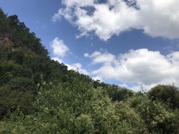 Low angle view of trees and plants against sky