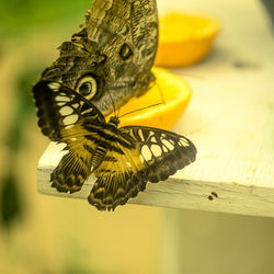 Close-up of butterfly on yellow leaf