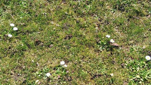 White flowers growing on grassy field