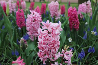 Close-up of pink flowers. keukenhof. holland.