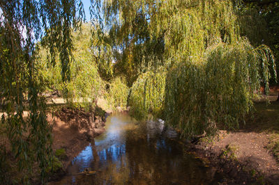 Scenic view of river in forest