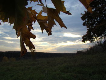 Trees on field against cloudy sky