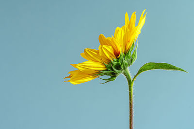 Close-up of sunflower against blue sky