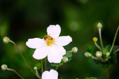 Close-up of insect on white flowering plant