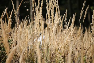 Close-up of wheat plants on field