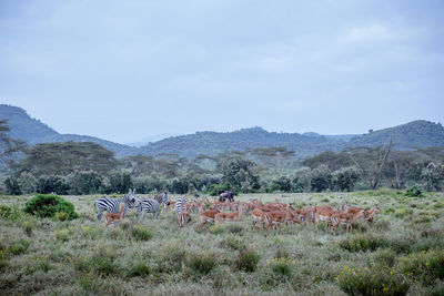 View of horses on field against sky