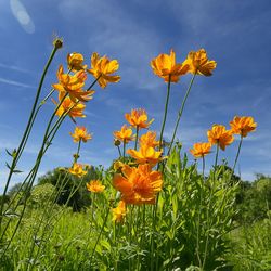 Close-up of yellow flowers blooming in field