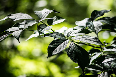 Close-up of leaves on plant