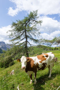 Cows in a field