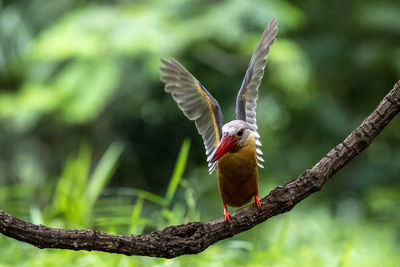 Close-up of bird perching on branch