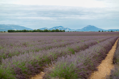 Scenic view of field against cloudy sky