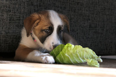 Vegan dog eating salad 