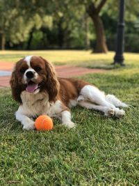 Portrait of dog cavalier king charles with ball on grass