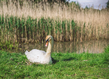Swan on grassy field by lake