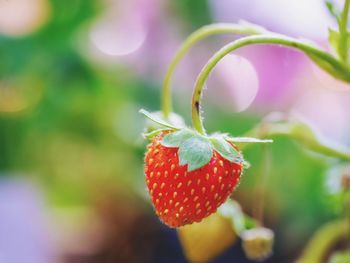 Close-up of strawberry on plant