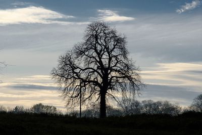 Bare tree on landscape against sky