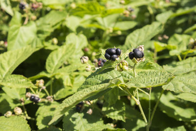 Close-up of ladybug on fruit