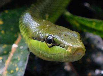 Close-up of snake