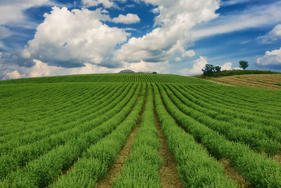 Scenic view of agricultural field against sky