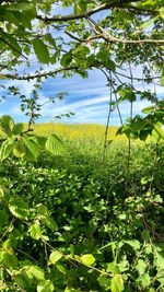 Plants growing on field against sky