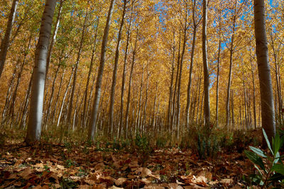 A beautiful elm forest in the middle of autumn