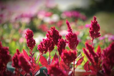 Close-up of pink flowering plants