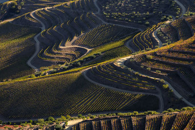 The beautiful endless lines of douro valley vineyards, in sao joao da pesqueira.