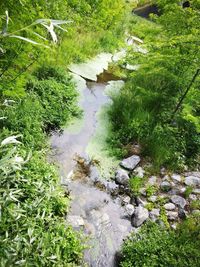 High angle view of stream amidst plants in forest