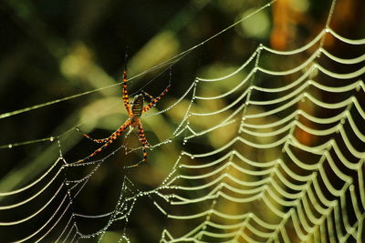 Close-up of spider on web