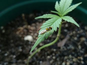 Close-up of insect on plant