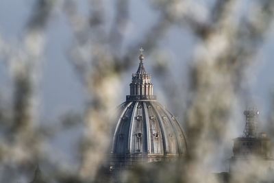 Jasmine branches in the foreground and in the background the dome of st. peter's basilica in rome