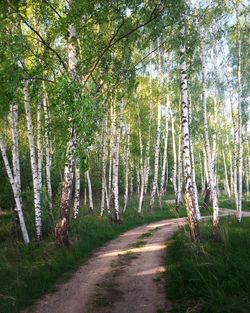View of trees in forest