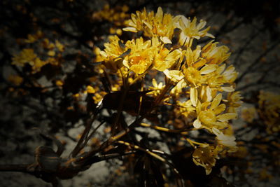 Close-up of yellow flowering plant