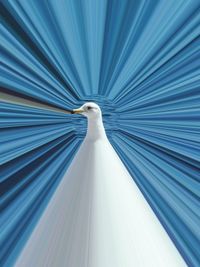 Close-up of bird