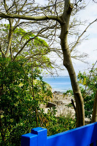 Trees by sea against sky