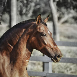 Close-up of horse in ranch