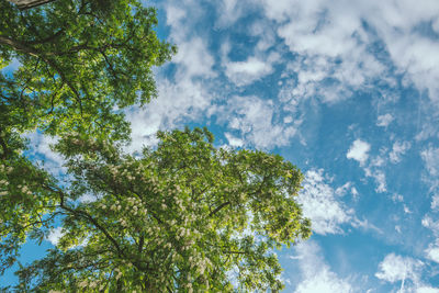 Low angle view of tree against sky