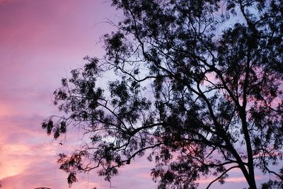 Low angle view of silhouette tree against sky