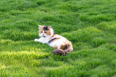 View of a cat on grass