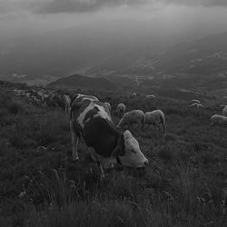 High angle view of cow on field