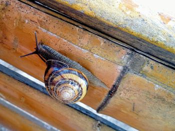 High angle view of snail on wood