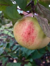 Close-up of fruit growing on tree