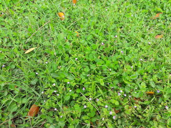 Close-up of fruit growing on field
