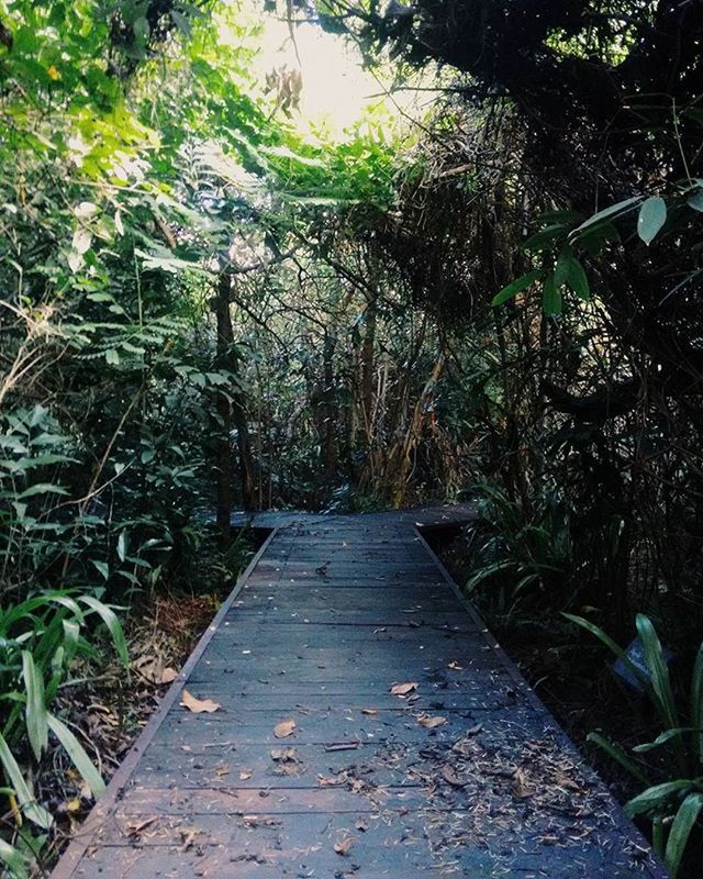 the way forward, tree, growth, plant, diminishing perspective, tranquility, walkway, footpath, nature, narrow, leaf, forest, vanishing point, railing, pathway, boardwalk, green color, outdoors, tranquil scene, branch