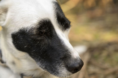 Close-up of a dog looking away