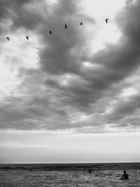 Birds flying over beach
